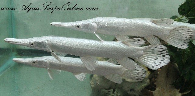 Platinum Gar Fish for Sale